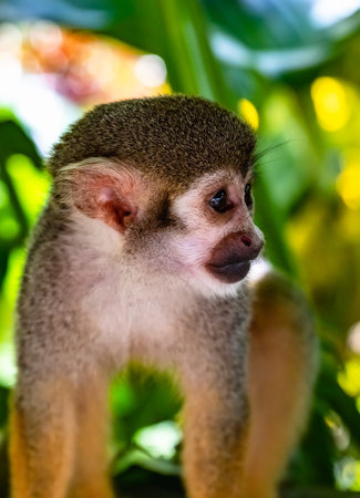 little squirrel monkey with orange legs in the park