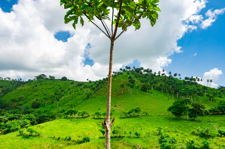 landscape green vegetation dominican republic. good weather dayの写真素材