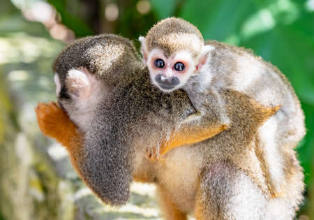 little squirrel monkey with orange legs in the parkの写真素材