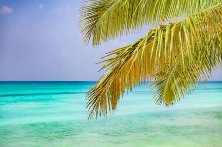 coast beach caribbean calm water with palm tree dominican viewの写真素材