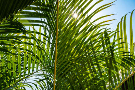 green palm leaf background with dew dropsの写真素材