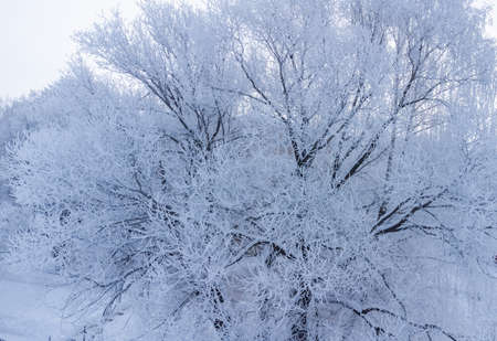 trees are covered with a thick layer of iceの写真素材