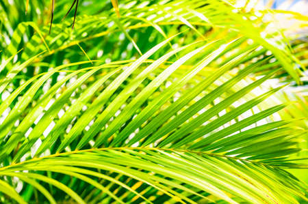 green palm leaf background with dew dropsの写真素材