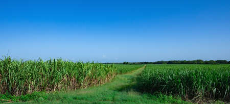 green field of sugar cane on a plantation in the Dominican Republicの写真素材