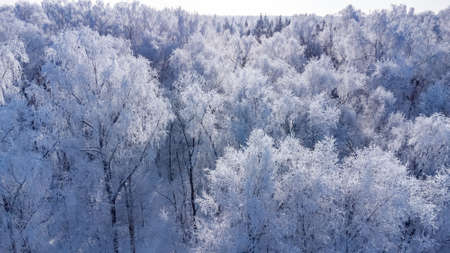 trees are covered with a thick layer of iceの写真素材