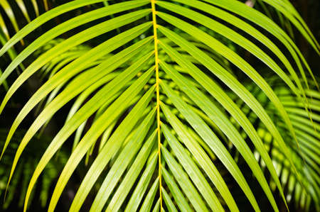 green palm leaf background with dew dropsの写真素材