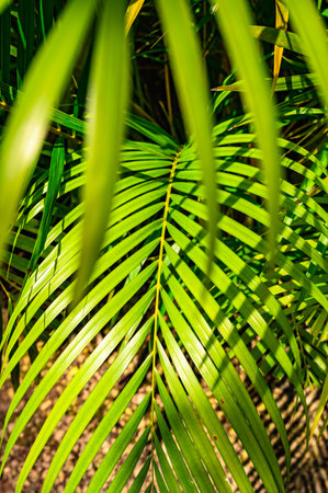 green palm leaf background with dew drops