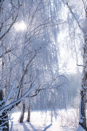 forest landscape in winter frosty day covered with hoarfrost treesの写真素材