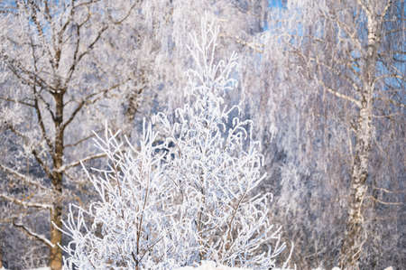 forest landscape in winter frosty day covered with hoarfrost treesの写真素材