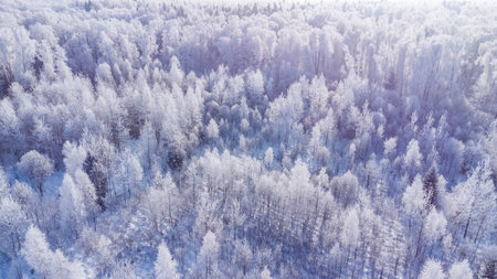 trees are covered with a thick layer of ice