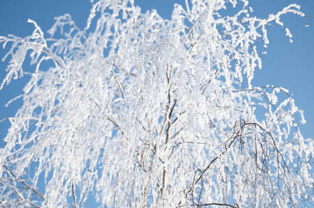 trees are covered with a thick layer of iceの写真素材