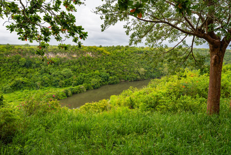 calm beautiful river chevon among tropical jungle high bank dominican republicの写真素材