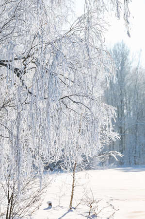 trees are covered with a thick layer of iceの写真素材