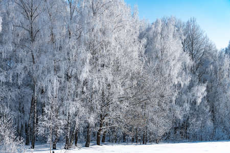 landscape is not still pond with snowy shoreの写真素材