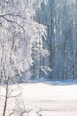 trees are covered with a thick layer of iceの写真素材