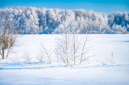 forest landscape in winter frosty day covered with hoarfrost treesの写真素材