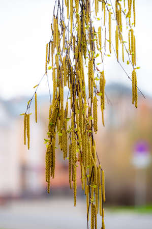 spring birch blooms catkins hanging from the branchesの写真素材
