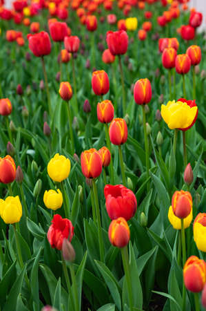 beautiful red and yellow tulips in spring in a flower bedの写真素材