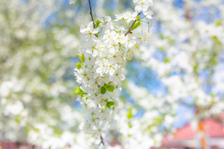 stormy white cherry blossom tree in spring
