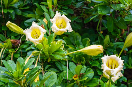 Exotic tropical flower Chalice Vine Solandra longifloraの写真素材