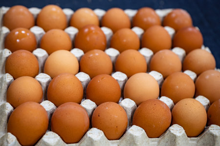 fresh chicken brown egg in a cell on a farm