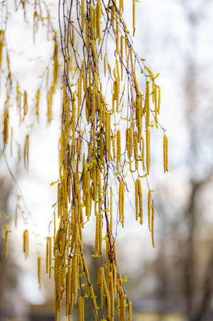 spring birch blooms catkins hanging from the branchesの写真素材