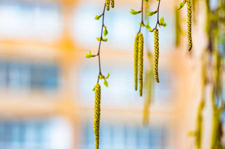 spring birch blooms catkins hanging from the branchesの写真素材