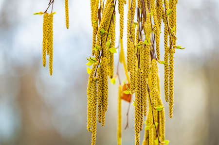 spring birch blooms catkins hanging from the branchesの写真素材