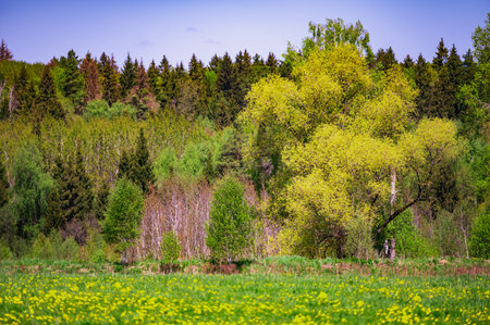 green deciduous mixed european part summer forest landscapeの写真素材