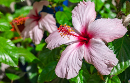 bright red hibiscus flower on a green backgroundの写真素材