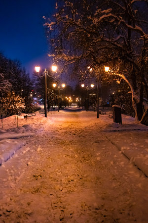lane road lighting lantern trees covered with snow in the winter nightの写真素材