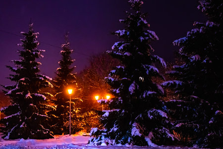 glow lamp on pole in winter on a background of a tree covered with a layer of snow at night