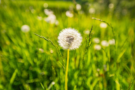 Closed Bud of a dandelion. Dandelion white flowers in green grassの写真素材