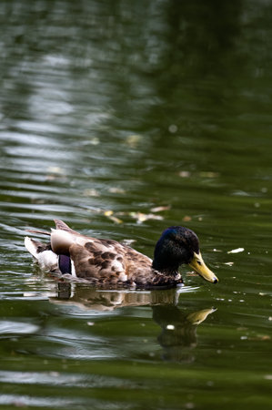 wild duck flies up from lake waterの写真素材