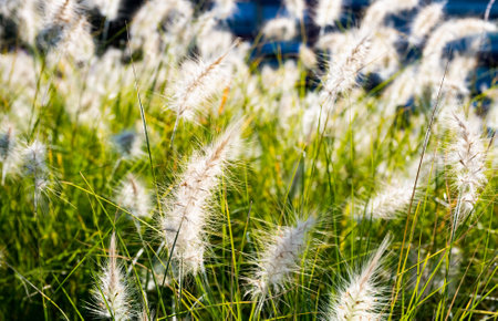 Fountain grass or pennisetum alopecuroides ornamental plantの写真素材