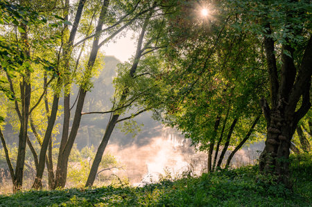Landscape rays of sun through branches of tree. early autumn on morning sunrise