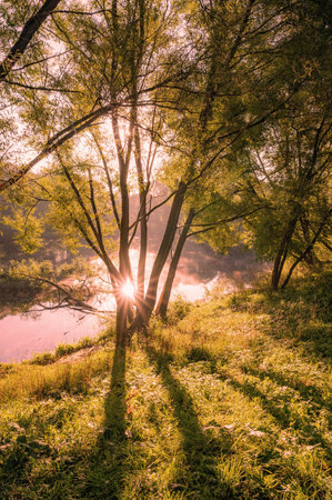 Landscape rays of sun through branches of tree. early autumn on morning sunriseの写真素材