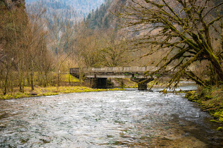 rocky shore of a mountain river and green treesの写真素材