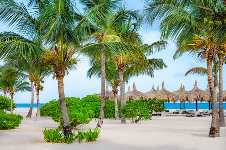 Beautiful tropical landscape of the Atlantic Ocean palm against the skyPalm Ocean Skyの写真素材