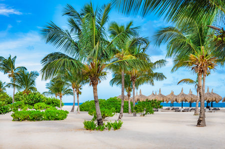 Beautiful tropical landscape of the Atlantic Ocean palm against the skyPalm Ocean Skyの写真素材