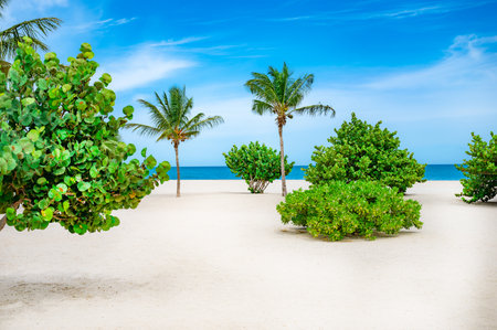 Paradise nature, sea on a tropical beach with green tree palm lights of a sunの写真素材