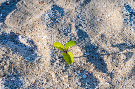 A small green plant is growing in the sand. The plant is surrounded by small shells and rocks. Concept of resilience and hope, as the plant is able to grow and thrive in an unlikely environmentの写真素材