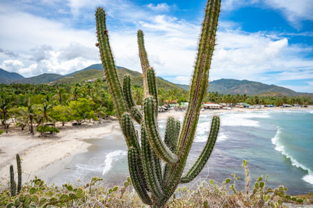 A group of cacti are standing tall in the sun, with the sun shining brightly on them. The cacti are arranged in a way that they are all facing the same direction, creating a sense of unity and harmonyの写真素材