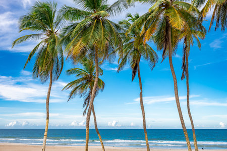 A beautiful beach with palm trees and a clear blue sky. The palm trees are tall and have a tropical feel to them. The ocean is calm and inviting, and the beach is a perfect place to relaxの写真素材