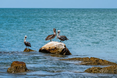 A pelican is standing on a rock near the water. The scene is peaceful and serene, with the bird looking out over the oceanの写真素材