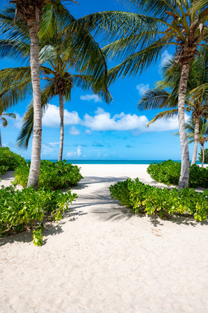 Beach with palm trees and a clear blue sky. The palm trees are on the left and right side of the beachの写真素材