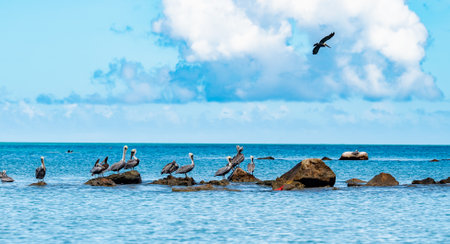 Group of pelicans are standing on a rock in the ocean. There are seven pelicans in totalの写真素材