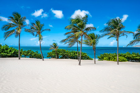 Beach with palm trees and a clear blue sky. The palm trees are on the left and right side of the beachの写真素材