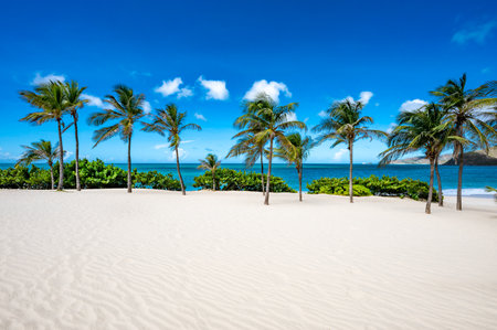 Beach with palm trees and a clear blue sky. The palm trees are on the left and right side of the beachの写真素材