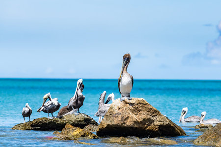 Group of pelicans are standing on a rock in the ocean. There are seven pelicans in total